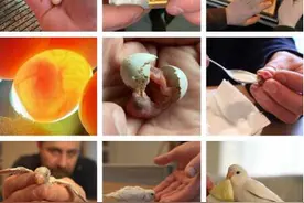 男子捡到一枚超小鸟蛋 回家竟孵出漂亮鹦鹉图片