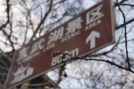 鸡鸣寺“消息树”开花啦图片