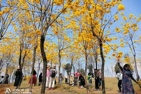 太美了！南宁多处黄花风铃盛开，你去打卡拍照了吗图片