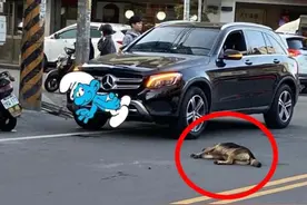 台湾一男子撞死流浪狗后到灵堂前下跪道歉：我才是畜生图片