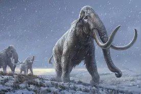 最古老DNA提取纪录诞生！165万年，来自冻土中的猛犸象图片