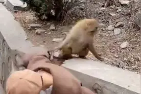 女子景区喂猴被扯掉假发：我和它都吓了一跳视频封面