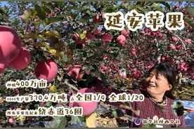 中国“红色圣地”成为世界“苹果之都”图片