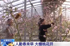 安徽砀山：人勤春来早 大棚桃花开图片