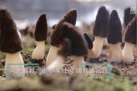 河南睢县：小小羊肚菌 铺就致富路视频封面