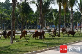 组图｜牛年就“膨胀”了？海口南港段，成群牛跑上绿化带吃草图片