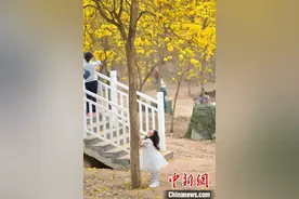 广西南宁黄花风铃木盛放 游客畅游“黄金花海”图片