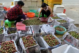 “三华李第一镇”信宜钱排早熟李子抢“鲜”市场价好，喜煞果农图片