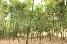 德庆高良镇做大富笋产业，年产富笋600多万斤年产值4000多万元图片