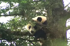 四川一巡护员七次拍到野生大熊猫图片