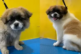 大爷带狗子去宠物店洗澡，洗完后懵了10分钟才认出：原来狗子是白的视频封面