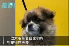 狗子洗澡后太干净判若两狗，结果狗主人当场否认：我的狗没这么白图片