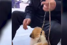 狗狗在宠物店洗澡后毛色都变了，主人当场傻眼不敢认视频封面