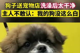 狗子洗澡后太干净，大爷一直不相信：我的狗没这么白图片