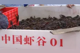 湖北潜江小龙虾陆续上市，虾农：天气暖出虾较早视频封面