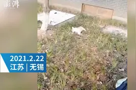 5岁女孩抱着宠物狗从13楼坠下，摔在狗身上受伤，小狗当场死亡图片