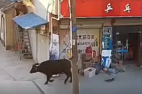 疯牛街头狂追红衣女子，被甩后又直冲电动车，监控记录惊心动魄一幕图片