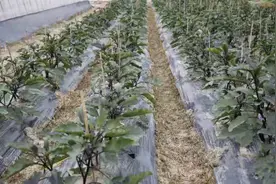 柔软不酥、爽口鲜美、兰花飘香，流传百年，想尝尝松江特有的迷你兰花茄吗？图片