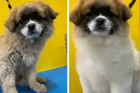 黄黑花小狗洗完澡变黄白花，主人不敢相认视频封面