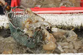 刚出水，透骨鲜！夜探宁波海鲜批发市场，看虾蛄马鲛鱼多少钱一斤图片