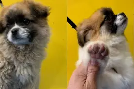 大爷带狗子去宠物店洗完澡后不敢认：这不是我的狗视频封面