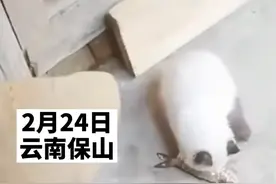 宠物猫偷吃主人养的金鱼被抓现行，揪起来时还“一脸无辜”图片