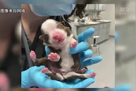 美国：六腿小狗降世间，顽强生存创奇迹图片