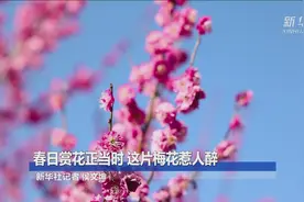 春日赏花正当时 这片梅花惹人醉视频封面