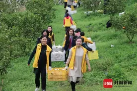 残疾女种植的柑橘亟待采摘 四川西充巾帼志愿者义务采摘并按市场价认购图片