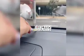 游客车内隔空喂食海鸥，不料前挡风玻璃被啄裂，网友：薯条值两千图片