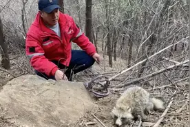 钢丝索套困住国家二级保护动物貉，旁边还有兽夹兽套视频封面