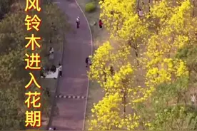 一分钟学会和南宁的黄花风铃木同框合影视频封面