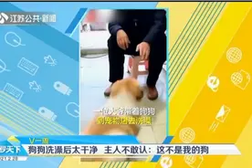 狗狗洗澡后太干净，黄黑花变成黄白花，大爷不敢认：这不是我的狗视频封面