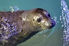 国际海豹日 盘点憨态可掬的海豹萌化人心图片