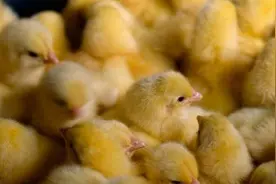 乡趣乡愁｜娘喂的那只大公鸡图片