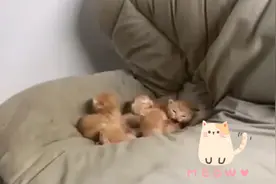 萌！学生返校发现被窝多了一群小奶猫，网友：好家伙，“被窝”长猫了图片