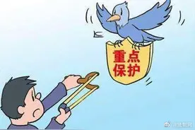 “网红”展示弹弓威力竟射杀了保护动物 警方抓获2名非法猎捕野生动物嫌疑人图片