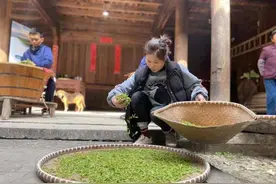 钱塘龙井产区采茶忙，新茶已出炉，每斤500到600元图片