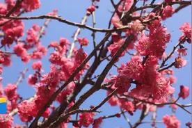 51秒｜临沂郯城梅花吐蕊春意浓 花瓣在风中轻轻摇曳图片