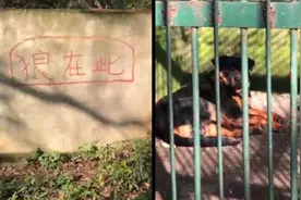 咸宁林业局回应“动物园以狗充狼”：原本有狼，已年老死亡视频封面