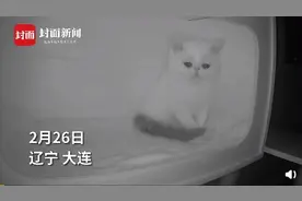 心疼！小猫发现兄弟姐妹都被抱走落泪图片