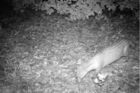 猫的身体，黄鼠狼的头？在上海绝迹近十年，这种国家一级保护动物现身图片