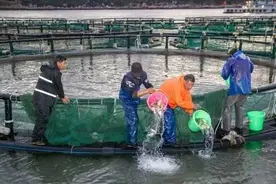 200万尾大黄鱼接受野化训练！“王者”何时归来？图片