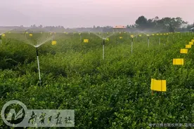 厉害了！中欧地理标志协定正式生效，横县茉莉花茶获欧盟官方认证图片