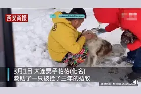 主人出国弃养边牧被拴3年后获救 获救时紧抱男子大腿惹人心疼图片