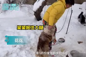 主人出国弃养边牧被拴3年后获救，获救时紧抱男子大腿惹人心疼图片