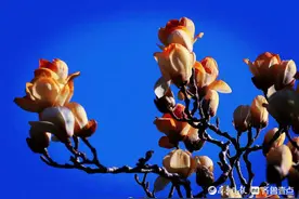 趵突泉公园里随手拍，玉兰花花开正艳图片