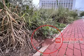 路边的红火蚁巢穴你别踩！这种生物很危险，市民出行时要当心图片