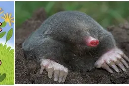 科学家讲述“鼹鼠的故事”——童话里总是骗人的！图片