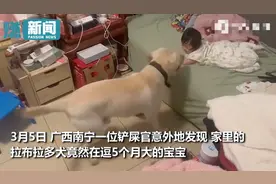 2岁狗狗帮主人带娃！摇尾巴转圈圈逗笑小宝宝，累到睡觉时直打鼾图片